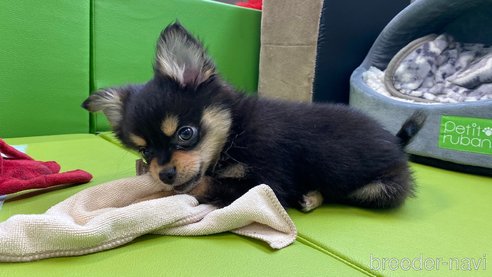 成約済の兵庫県のポメチワ:ポメラニアン×チワワ-314424の3枚目
